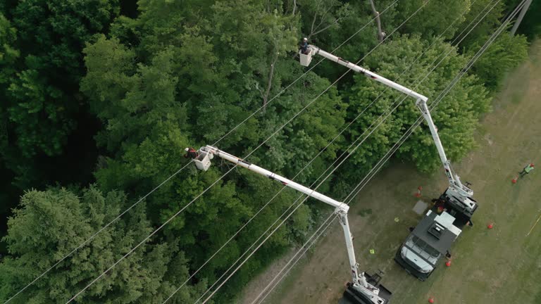 Best Root Management and Removal  in Lincolnia, VA